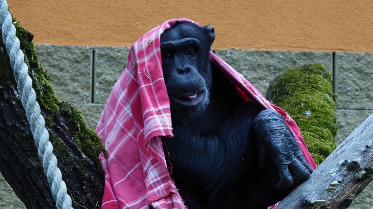 I šimpanzi se v mrazech rádi přikryjí, jihočeská zoo shání pro Bonga a Manga deky